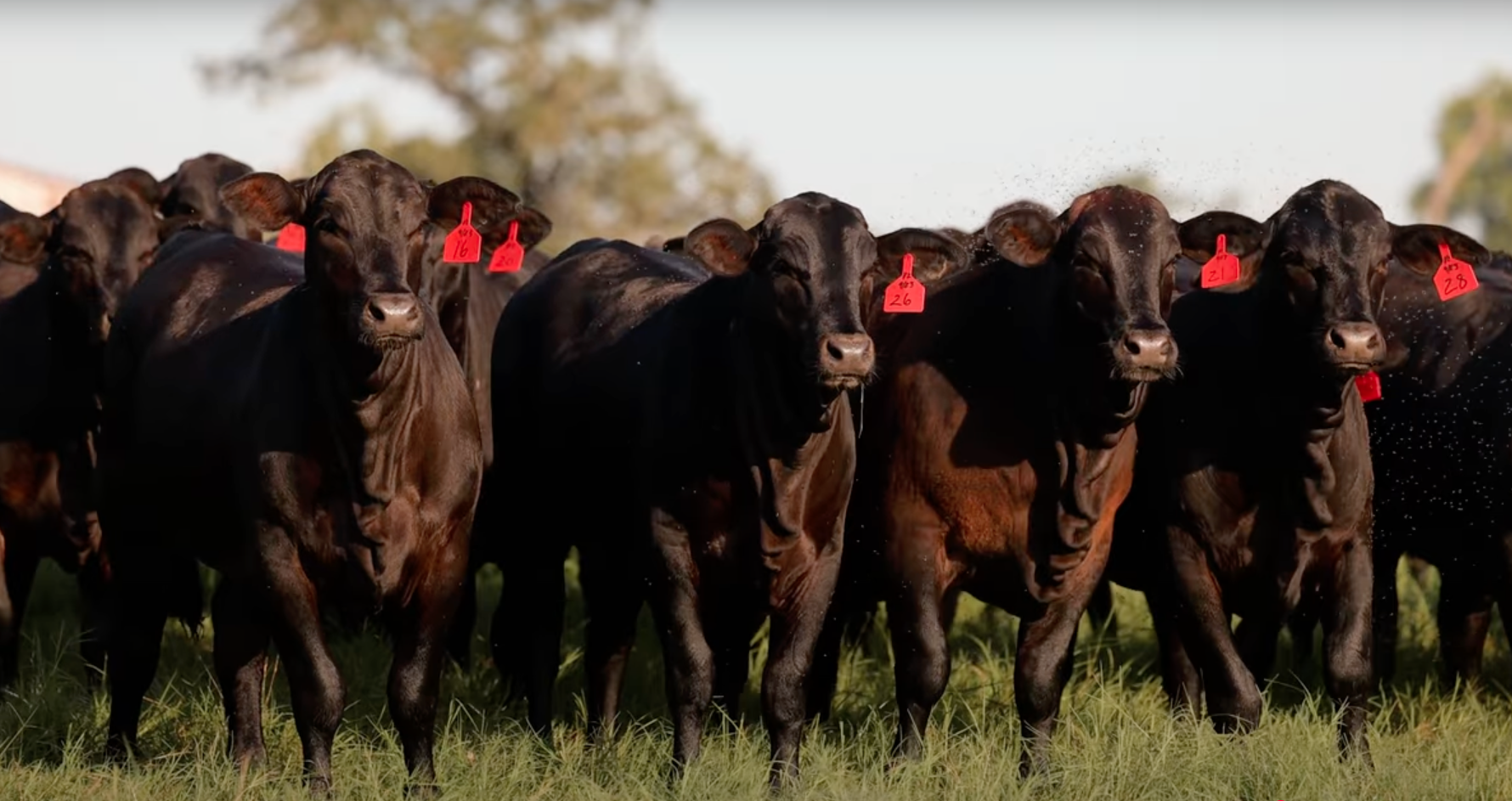 Screenshot 2025-06-25 at 5.21.19 PM