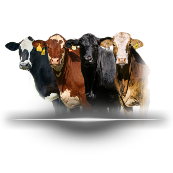 CutCard Version of RackCard_F1_2025 (600 x 600 px)