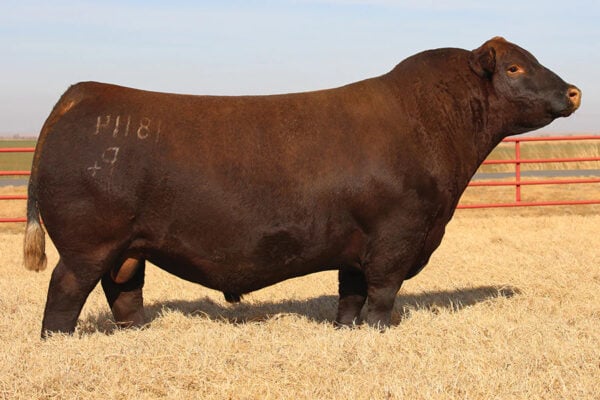 RedBlood22copy-600x400 RedBlood22copy-600x400